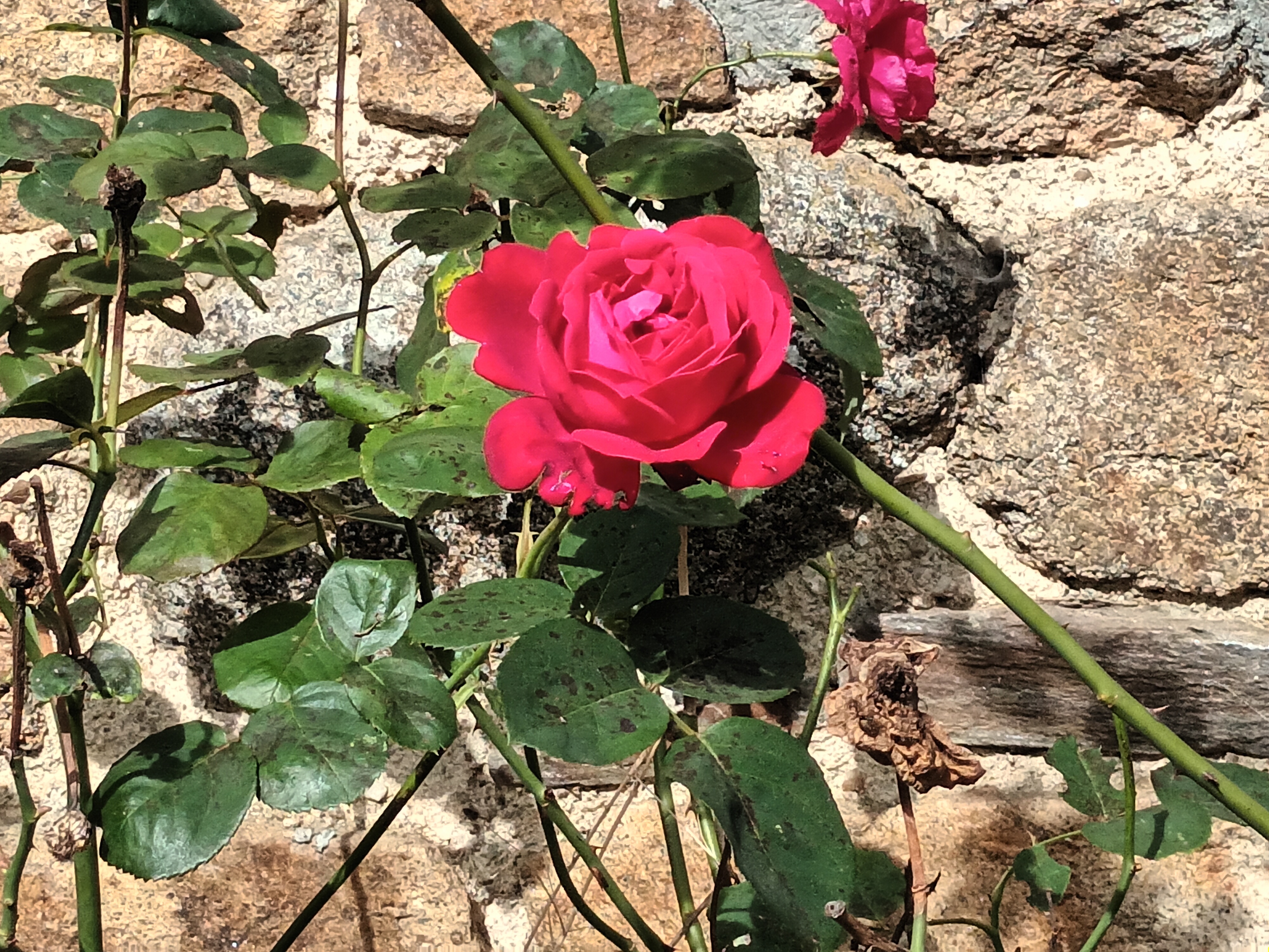 Bretagne Allerlei - Rose - Conny - Dominik